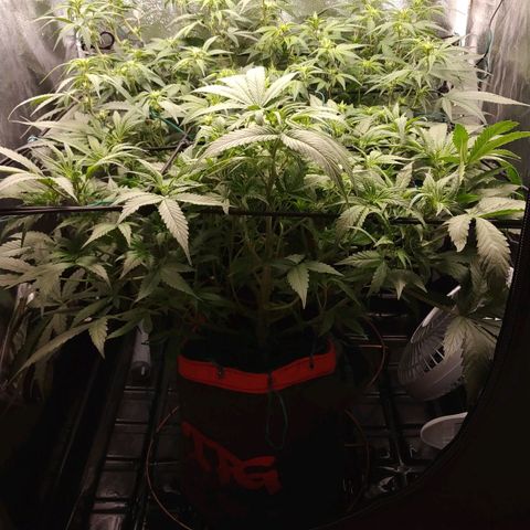 GSC 1 #1 growlog timeline photo