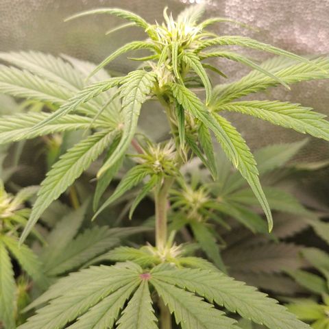 GSC 1 #1 growlog timeline photo