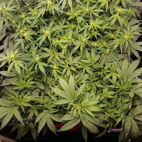 GSC 1 #1 growlog timeline photo
