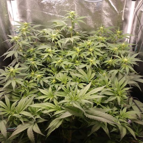 GSC 1 #1 growlog timeline photo