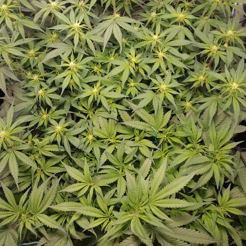 GSC 1 #1 growlog timeline photo