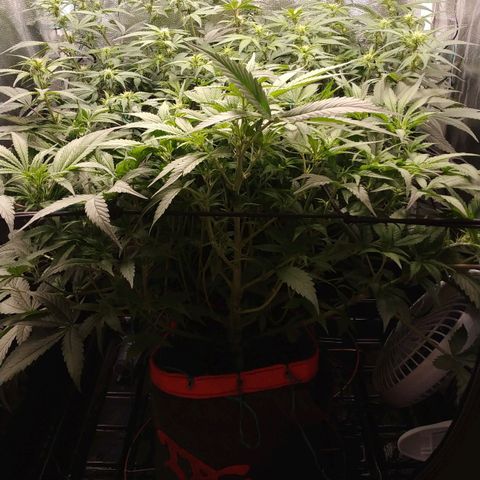 GSC 1 #1 growlog timeline photo