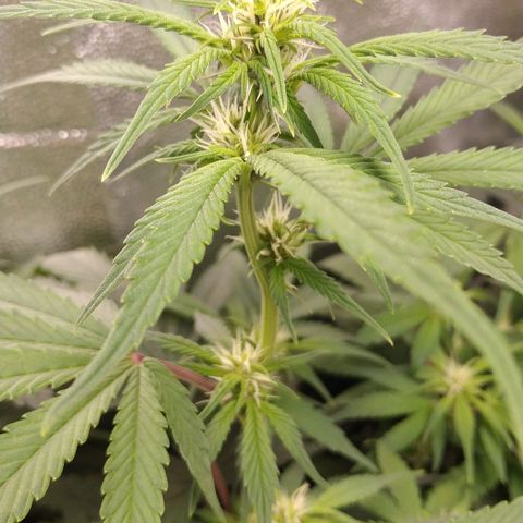 GSC 1 #1 growlog timeline photo