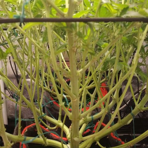 GSC 1 #1 growlog timeline photo
