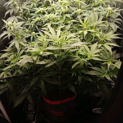 GSC 1 #1 growlog timeline photo