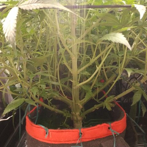 GSC 1 #1 growlog timeline photo