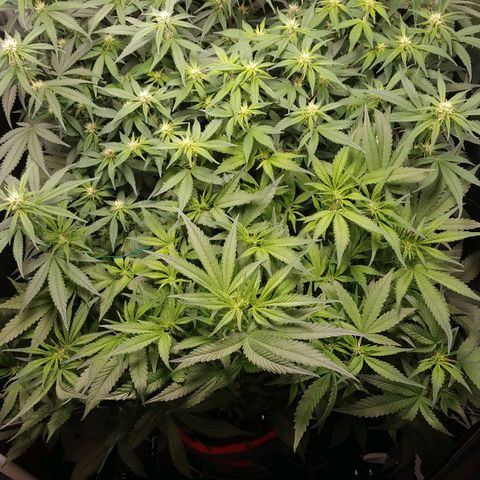 GSC 1 #1 growlog timeline photo