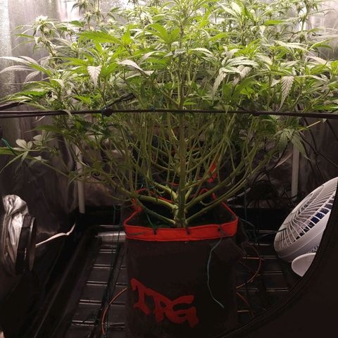 GSC 1 #1 growlog timeline photo