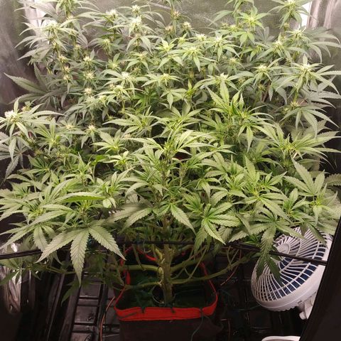 GSC 1 #1 growlog timeline photo