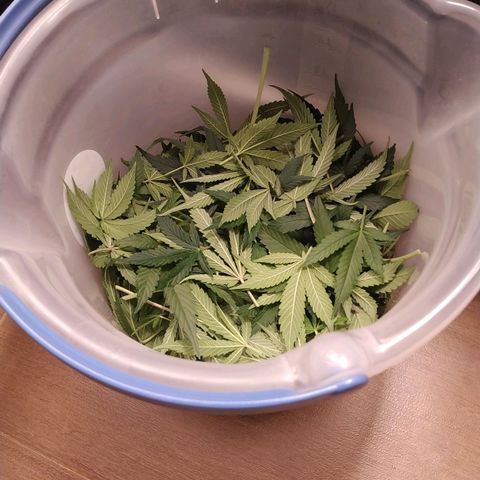 GSC 1 #1 growlog timeline photo