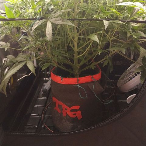 GSC 1 #1 growlog timeline photo
