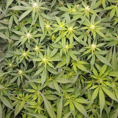GSC 1 #1 growlog timeline photo