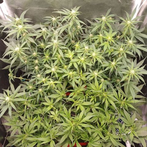 GSC 1 #1 growlog timeline photo