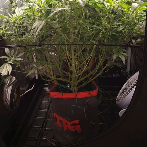GSC 1 #1 growlog timeline photo