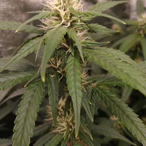 GSC 1 #1 growlog timeline photo
