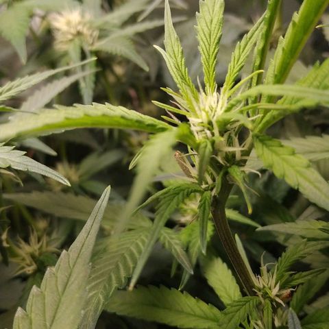 GSC 1 #1 growlog timeline photo