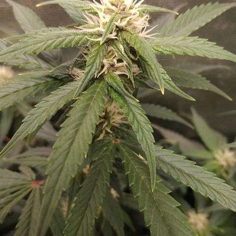 GSC 1 #1 growlog timeline photo