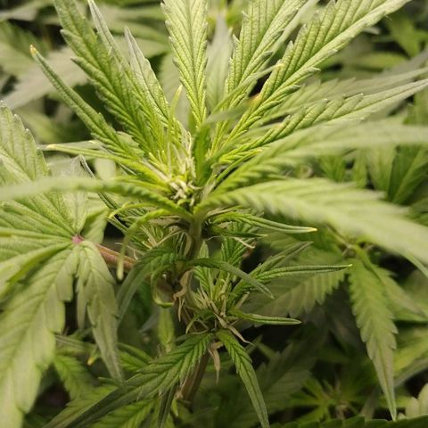 GSC 1 #1 growlog timeline photo