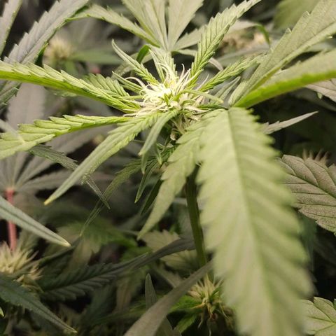 GSC 1 #1 growlog timeline photo
