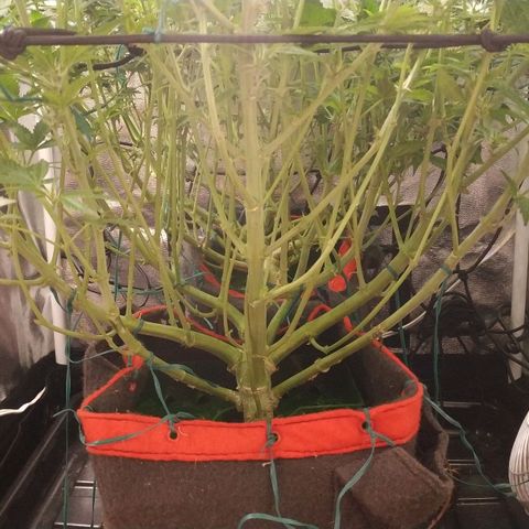GSC 1 #1 growlog timeline photo