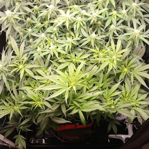 GSC 1 #1 growlog timeline photo
