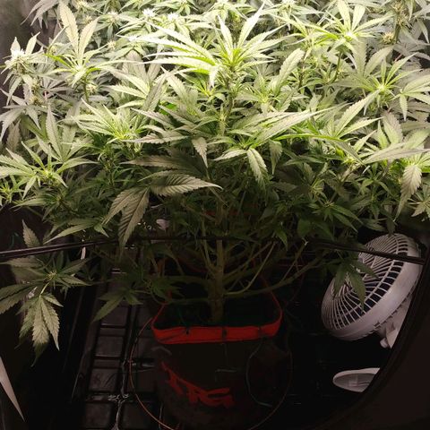 GSC 1 #1 growlog timeline photo