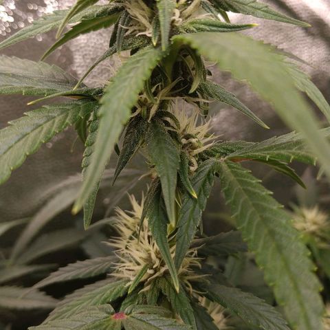 GSC 1 #1 growlog timeline photo