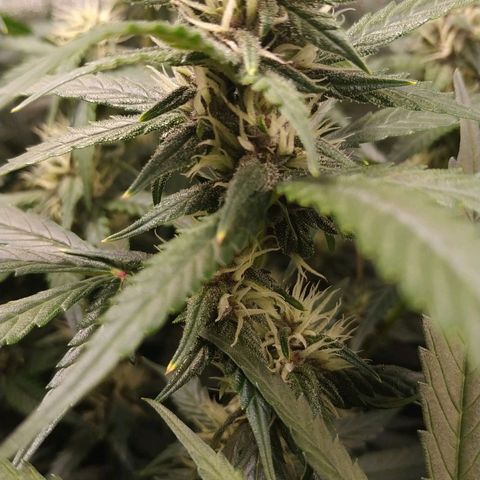 GSC 1 #1 growlog timeline photo