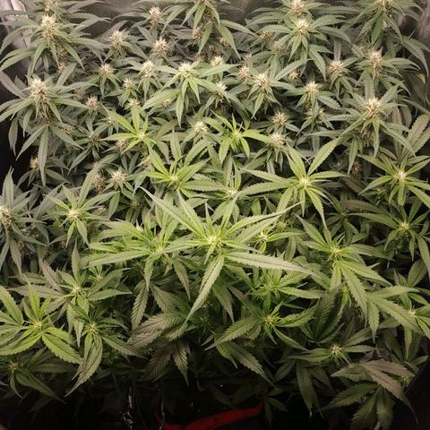 GSC 1 #1 growlog timeline photo