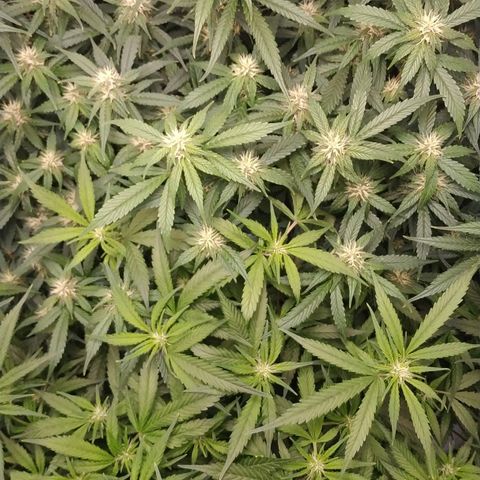 GSC 1 #1 growlog timeline photo