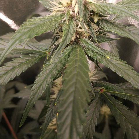 GSC 1 #1 growlog timeline photo