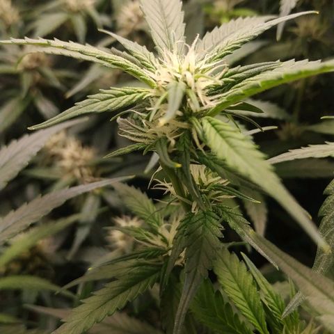 GSC 1 #1 growlog timeline photo