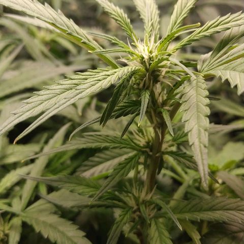 GSC 1 #1 growlog timeline photo