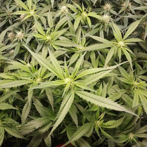 GSC 1 #1 growlog timeline photo