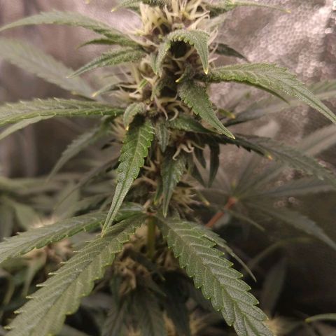 GSC 1 #1 growlog timeline photo