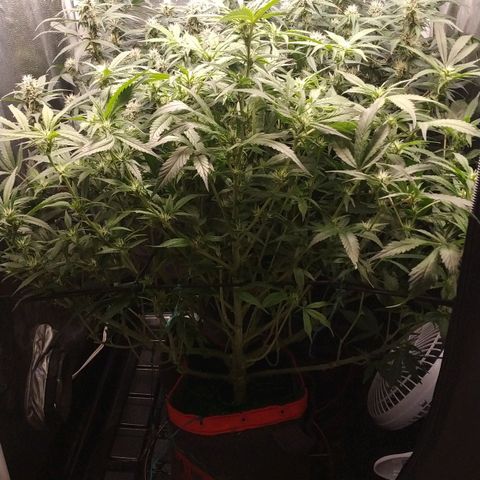 GSC 1 #1 growlog timeline photo