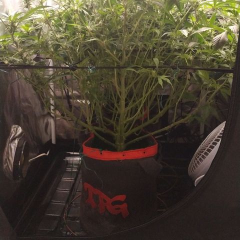 GSC 1 #1 growlog timeline photo