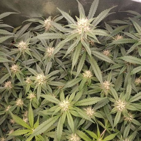 GSC 1 #1 growlog timeline photo