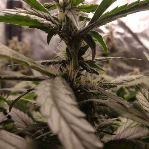 GSC 1 #1 growlog timeline photo