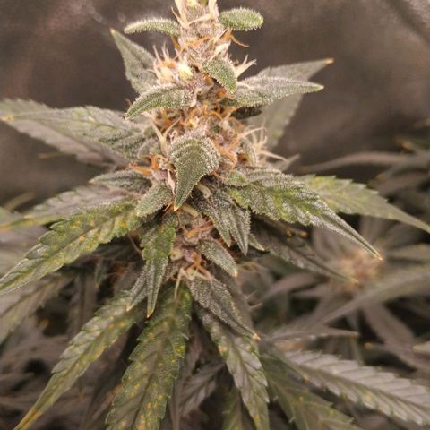 GSC 1 #1 growlog timeline photo