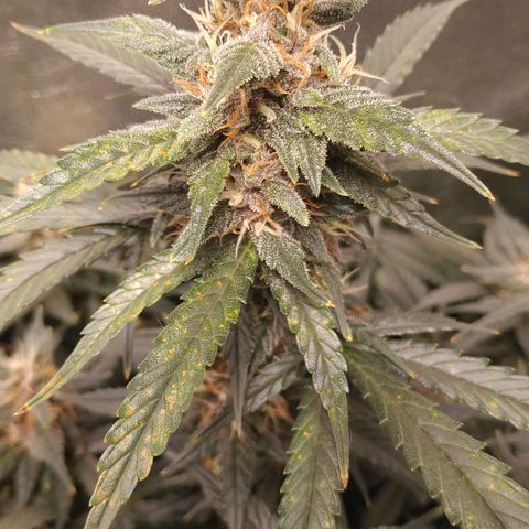 GSC 1 #1 growlog timeline photo
