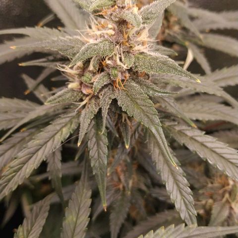 GSC 1 #1 growlog timeline photo