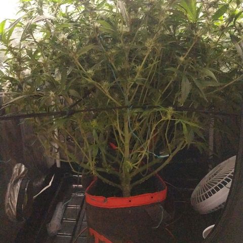 GSC 1 #1 growlog timeline photo