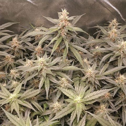 GSC 1 #1 growlog timeline photo