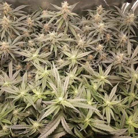 GSC 1 #1 growlog timeline photo