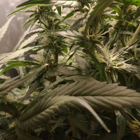 GSC 1 #1 growlog timeline photo