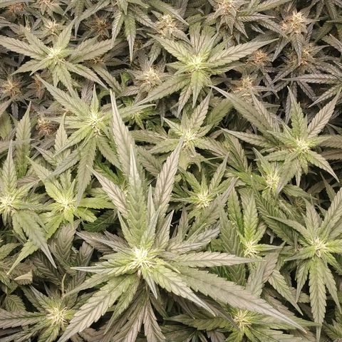 GSC 1 #1 growlog timeline photo