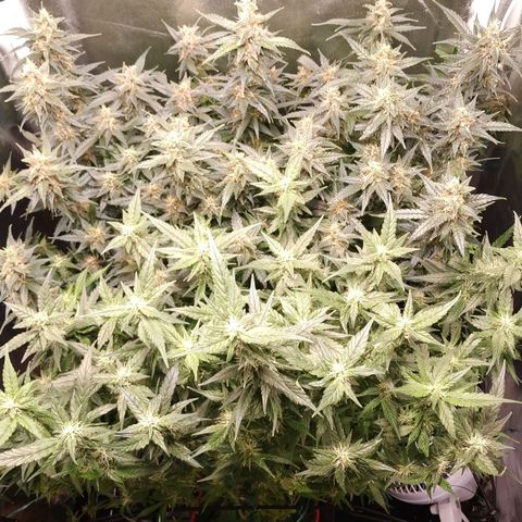 GSC 1 #1 growlog timeline photo