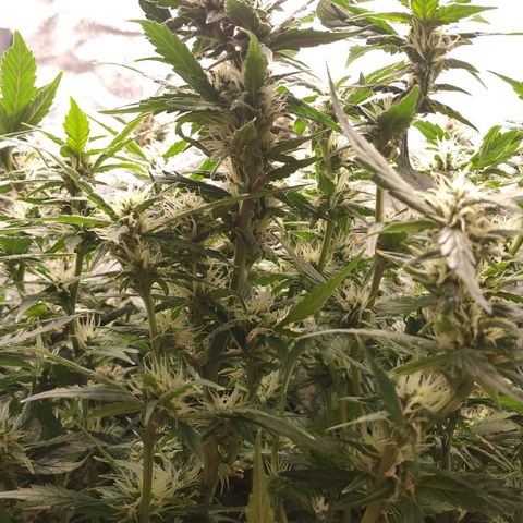 GSC 1 #1 growlog timeline photo