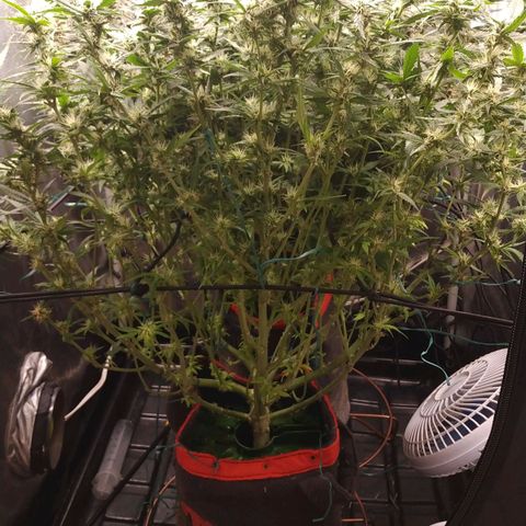 GSC 1 #1 growlog timeline photo